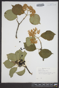 Viburnum dilatatum image