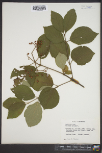 Viburnum lantana image