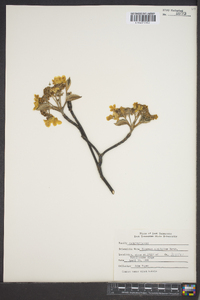 Viburnum lantanoides image