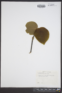 Viburnum lantanoides image
