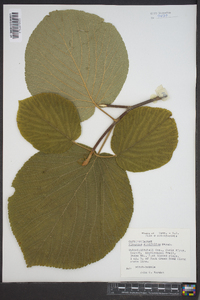 Viburnum lantanoides image