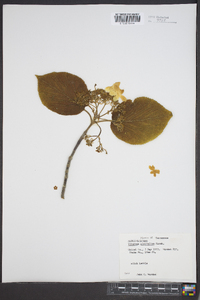 Viburnum lantanoides image