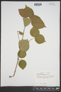 Viburnum rafinesqueanum image