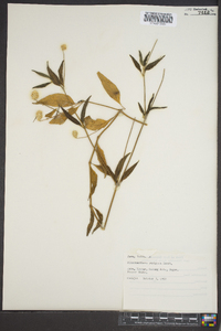 Alternanthera brasiliana image