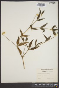Alternanthera brasiliana image