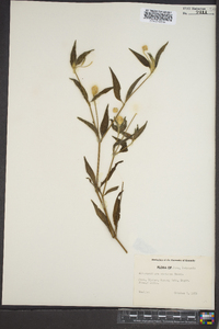Alternanthera brasiliana image