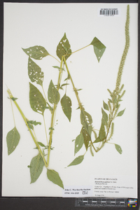 Amaranthus palmeri image