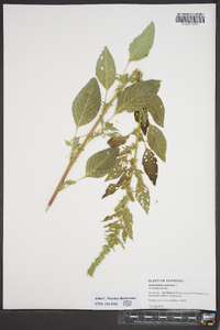 Amaranthus spinosus image