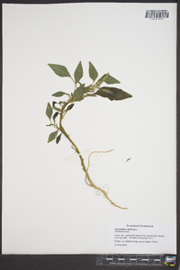 Amaranthus spinosus image