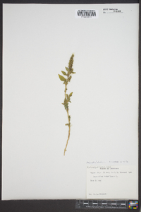 Amaranthus hybridus image