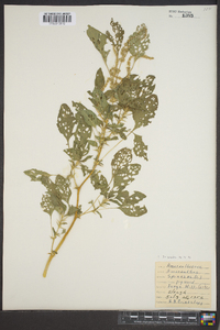 Amaranthus spinosus image