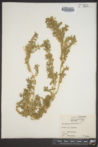 Amaranthus graecizans image