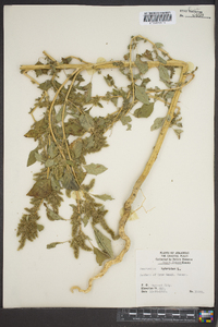 Amaranthus hybridus image