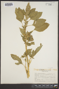 Amaranthus retroflexus image