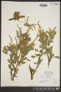 Amaranthus spinosus image