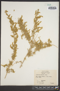 Atriplex linearis image