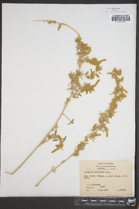 Atriplex linearis image