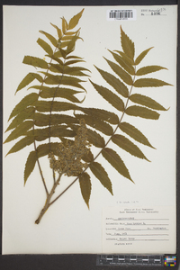 Rhus typhina image