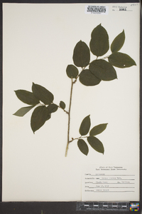 Smilax tamnoides image