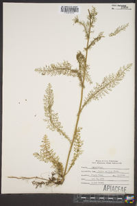 Daucus pusillus image