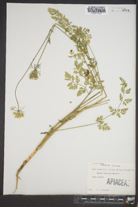 Daucus pusillus image