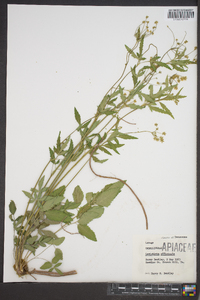 Levisticum officinale image