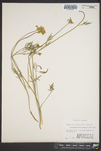 Pseudocymopterus montanus image