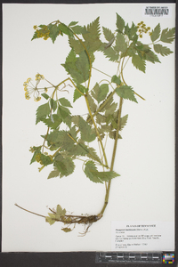 Thaspium barbinode image