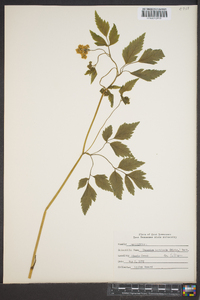 Thaspium barbinode image