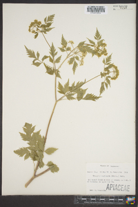 Thaspium barbinode image