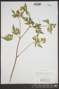 Thaspium barbinode image