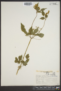 Thaspium barbinode image
