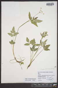 Thaspium trifoliatum image