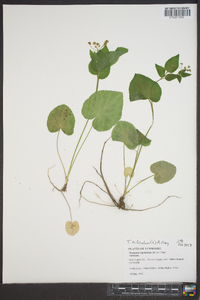 Thaspium trifoliatum image