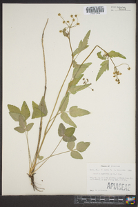 Thaspium trifoliatum image