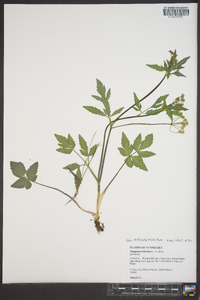 Zizia trifoliata image