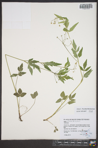 Zizia trifoliata image