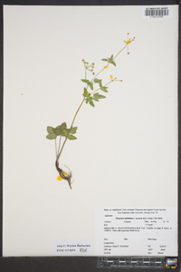 Thaspium trifoliatum var. aureum image