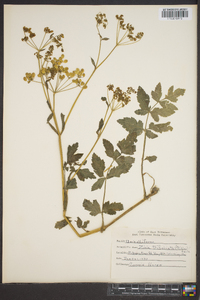 Zizia trifoliata image