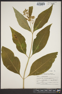 Asclepias exaltata image