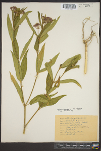 Asclepias incarnata subsp. incarnata image