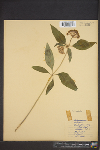 Asclepias quadrifolia image