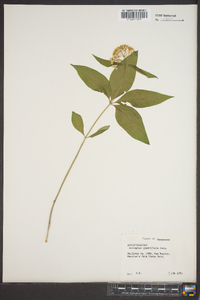 Asclepias quadrifolia image