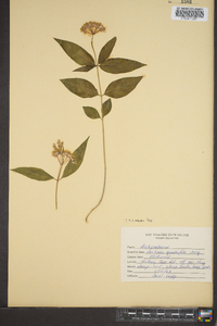 Asclepias quadrifolia image