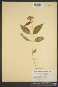 Asclepias quadrifolia image