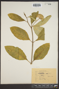 Asclepias variegata image