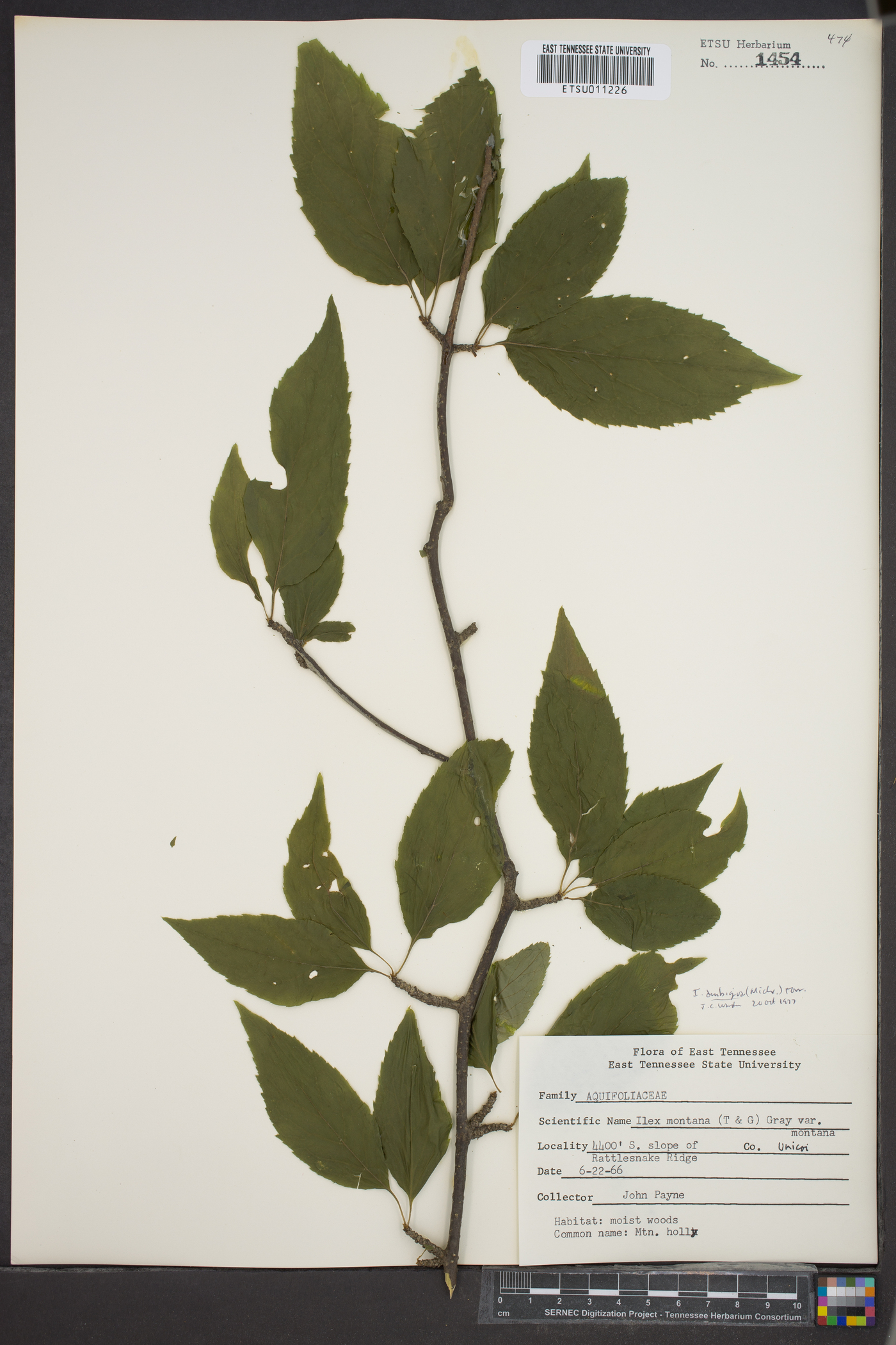 Ilex montana var. montana image