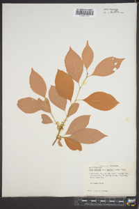 Ilex montana var. beadlei image