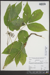 Aralia nudicaulis image