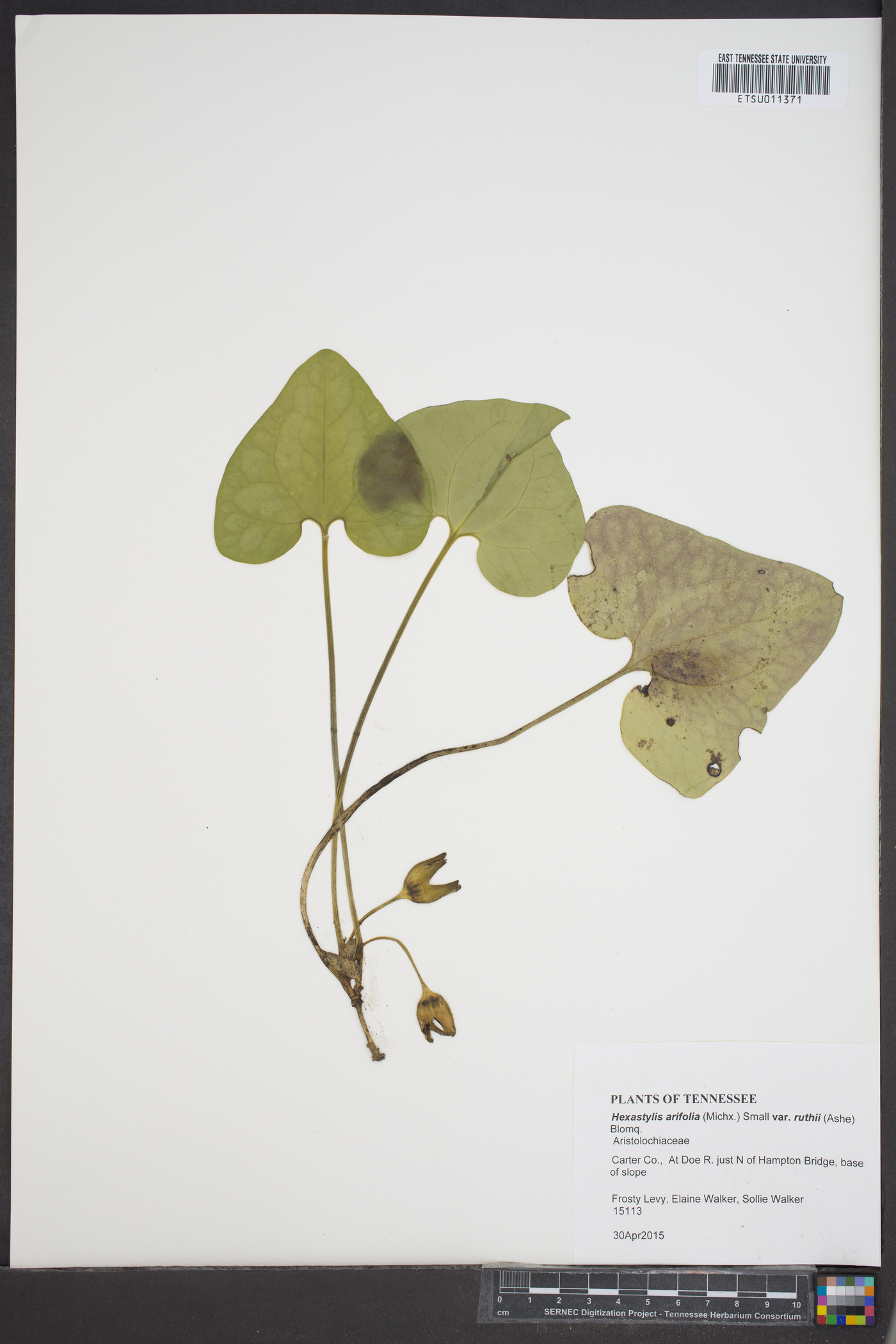 Hexastylis arifolia var. ruthii image